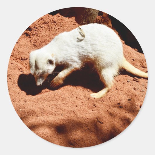 Natuur Forager: White Meerkat Digging for Bugs Ronde Sticker (Voorkant)