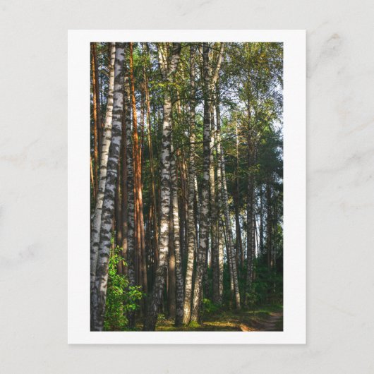 Natuur Forest Birch Trees Green Landscape Briefkaart (Voorkant)
