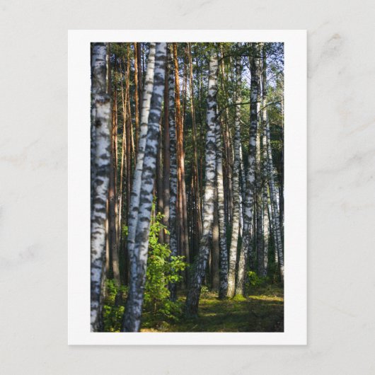 Natuur Forest Birch Trees Green Landscape Briefkaart (Voorkant)