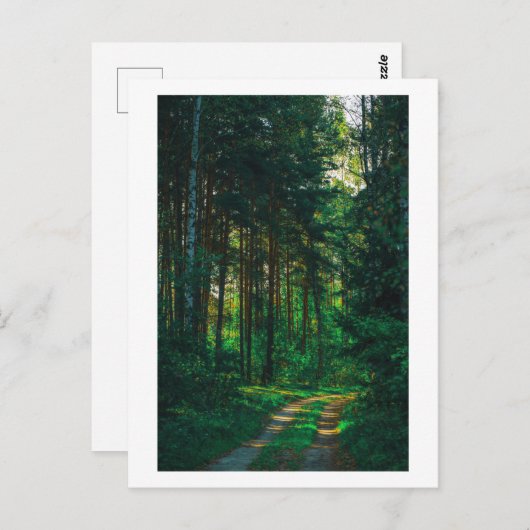 Natuur Forest Birch Trees Landscape Road Briefkaart (Voorkant / Achterkant)