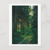 Natuur Forest Birch Trees Landscape Road Briefkaart (Voorkant)