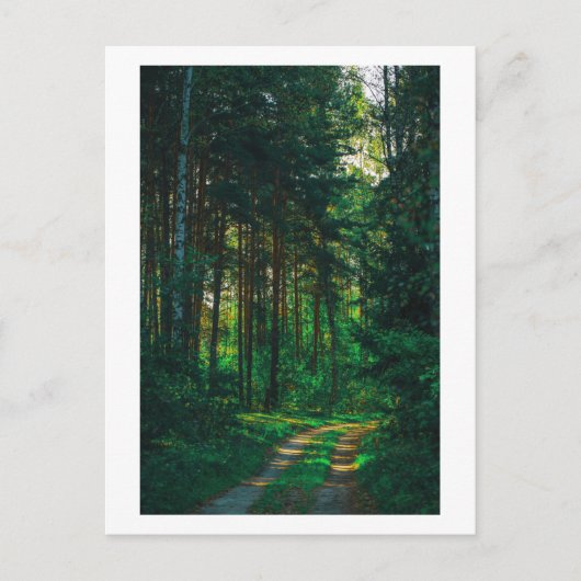 Natuur Forest Birch Trees Landscape Road Briefkaart (Voorkant)