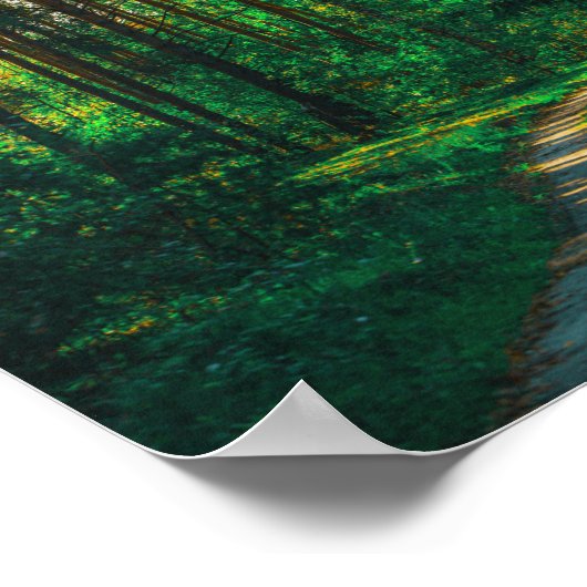 Natuur Forest Birch Trees Landscape Road Poster (Hoek)