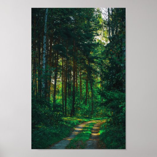 Natuur Forest Birch Trees Landscape Road Poster (Voorkant)