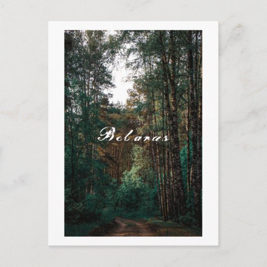 Natuur Forest Birch Trees Landschap Belarus Briefkaart (Voorkant)
