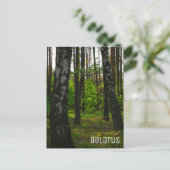 Natuur Forest Birch Trees Landschap Belarus Briefkaart (Staand voorkant)