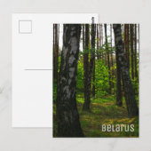 Natuur Forest Birch Trees Landschap Belarus Briefkaart (Voorkant / Achterkant)