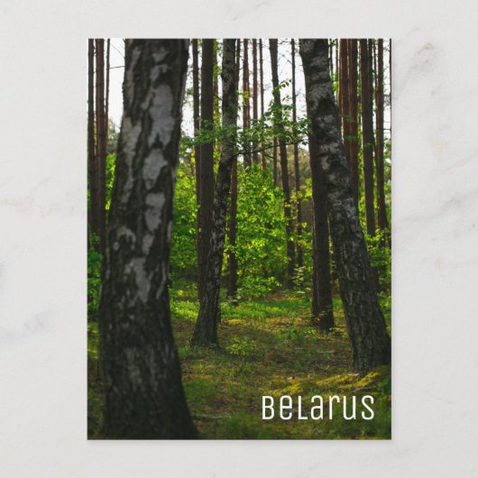 Natuur Forest Birch Trees Landschap Belarus Briefkaart (Voorkant)