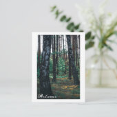 Natuur Forest Birch Trees Landschap Belarus Postca Briefkaart (Staand voorkant)