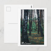 Natuur Forest Birch Trees Landschap Belarus Postca Briefkaart (Voorkant / Achterkant)
