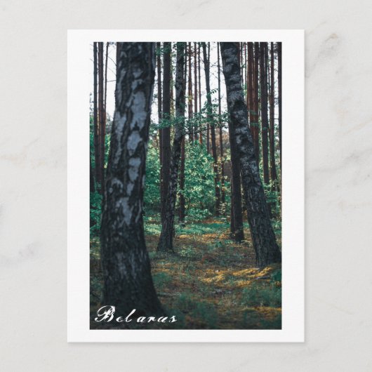 Natuur Forest Birch Trees Landschap Belarus Postca Briefkaart (Voorkant)
