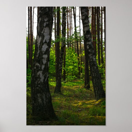 Natuur Forest Birch Trees Landschap Belarus Poster (Voorkant)