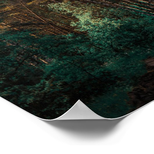 Natuur Forest Birch Trees Landschap Belarus Poster (Hoek)