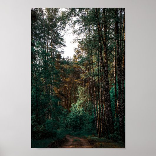 Natuur Forest Birch Trees Landschap Belarus Poster (Voorkant)