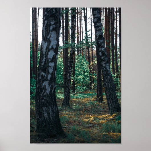 Natuur Forest Birch Trees Landschap Belarus Poster (Voorkant)