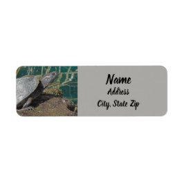 Natuur Foto Reptile Lake Animal Address Etiket