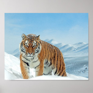 Natuur Foto Snow Winter Tiger Mountains Print
