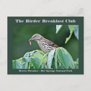 Natuur Fotografie bruine Thrasher-vogelkaart Briefkaart