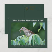 Natuur Fotografie bruine Thrasher-vogelkaart Briefkaart (Voorkant / Achterkant)