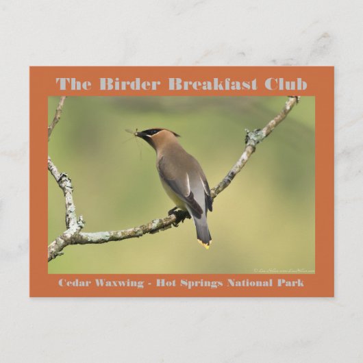 Natuur Fotografie Cedar Waxwing Birder Briefkaart (Voorkant)
