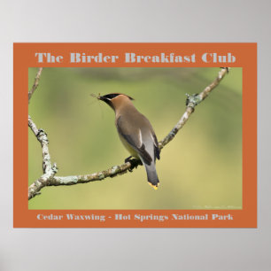 Natuur Fotografie Cedar Waxwing Birder Poster