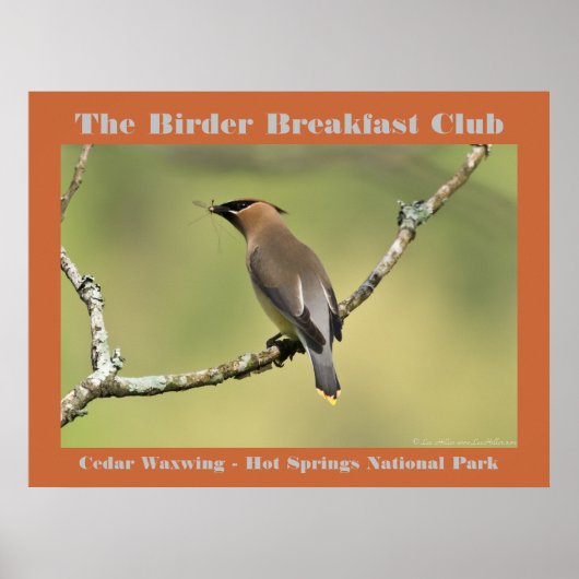 Natuur Fotografie Cedar Waxwing Birder Poster (Voorkant)