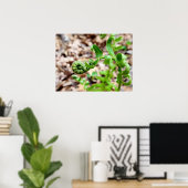 Natuur Fotografie, FIddlehead Fern in Springtime Poster (Thuiskantoor)
