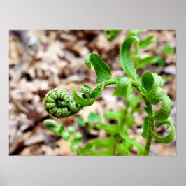 Natuur Fotografie, FIddlehead Fern in Springtime Poster