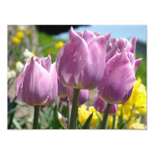 Natuur Fotografie Fine Art prints Paarse Tulpen Foto Afdruk (Voorkant)