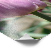 Natuur Fotografie Fine Art prints Paarse Tulpen Foto Afdruk (Hoek)