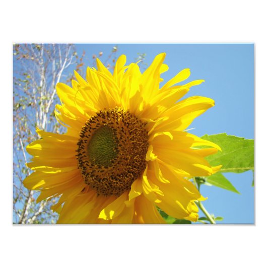 Natuur Fotografie Fine Art Prints Zonnebloemen Foto Afdruk (Voorkant)