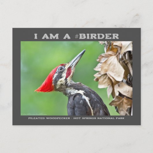 Natuur Fotografie Pileated Woodpecker Birder Card Briefkaart (Voorkant)