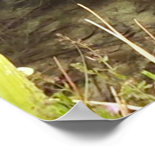 Natuur Fotografie Poster (Hoek)