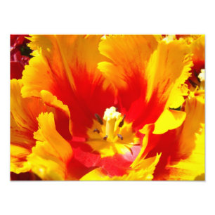 Natuur Fotografie Rood gele fijne kunst Afdrukken Foto Afdruk