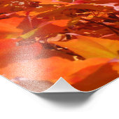 Natuur Fotografie Rood Oranje gele herfst Bladeren Foto Afdruk (Hoek)