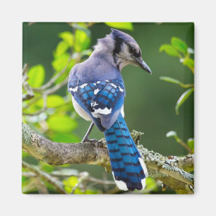 Natuur Fotografie Shy Blue Jay Apparel Giften Magneet