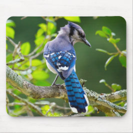 Natuur Fotografie Shy Blue Jay Apparel Giften Muismat