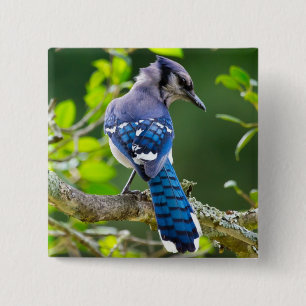 Natuur Fotografie Shy Blue Jay Apparel Giften Vierkante Button 5,1 Cm