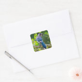 Natuur Fotografie Shy Blue Jay Apparel Giften Vierkante Sticker (Envelop)