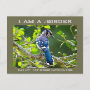 Natuur Fotografie Shy Blue Jay Birder Card Briefkaart