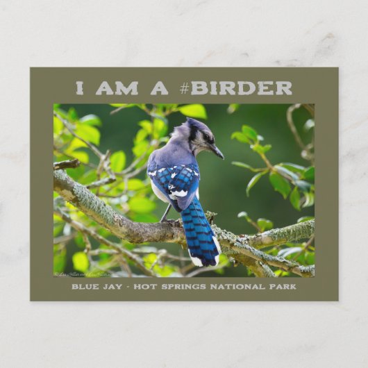 Natuur Fotografie Shy Blue Jay Birder Card Briefkaart (Voorkant)