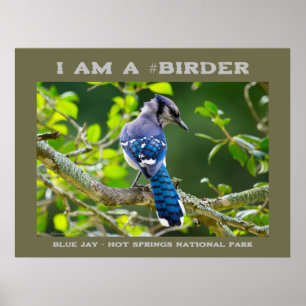 Natuur Fotografie Shy Blue Jay Birder Poster