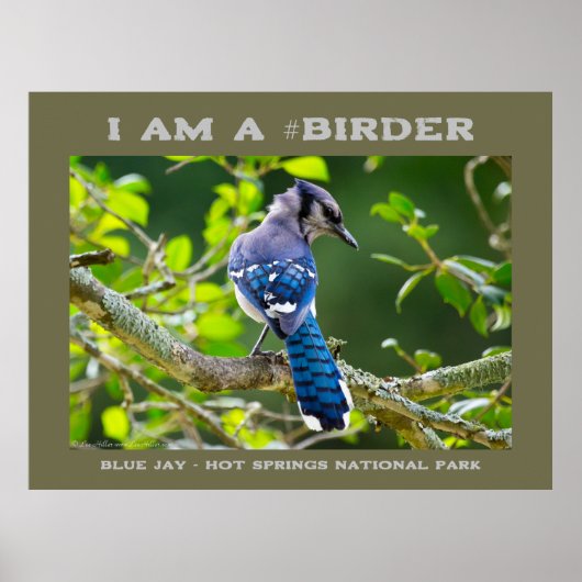 Natuur Fotografie Shy Blue Jay Birder Poster (Voorkant)