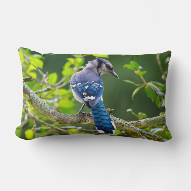Natuur Fotografie Shy Blue Jay Lumbar Pillow Kussen (Voorkant)