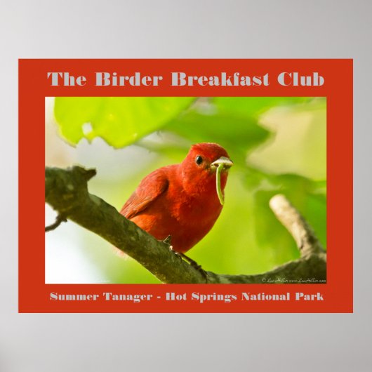 Natuur Fotografie Zomer Tanager Birder Poster (Voorkant)