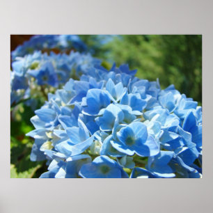 Natuur geneest kunstprints Blauwe Hortensia Bloeme Poster