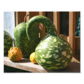 Natuur Giant Gourds Foto Afdruk (Voorkant)