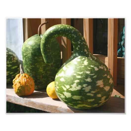 Natuur Giant Gourds Foto Afdruk (Voorkant)