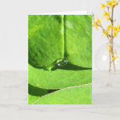 Natuur Godin Klaver met dauw Kaart (Gele Bloem)