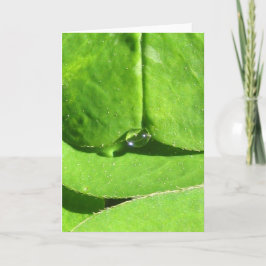 Natuur Godin Klaver met dauw Kaart